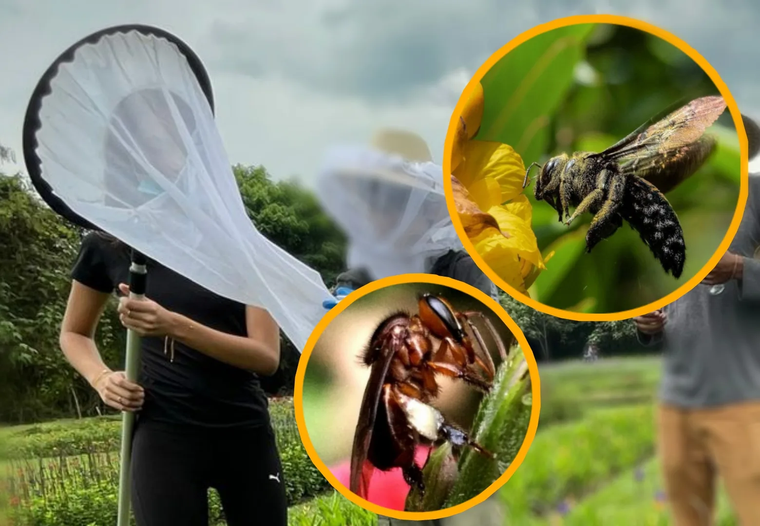 abejas de Cali Colectivo Sembrando