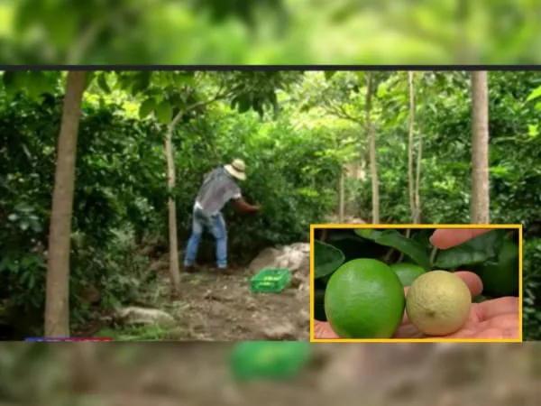 limon Tahití