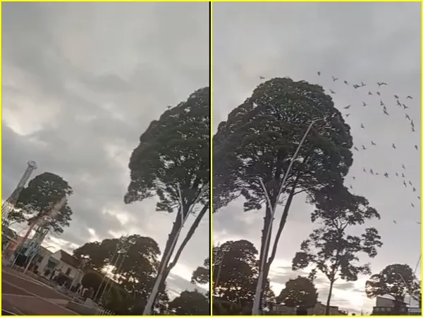 Polémica en Nariño: con pólvora ‘ahuyentaron’ a garzas por que provocaban olores ofensivos