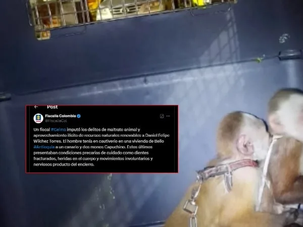 Fiscalía judicializa a hombre que tenía en cautiverio a dos monos capuchinos; los primates tenían los dientes fracturados