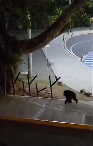 chimpancé