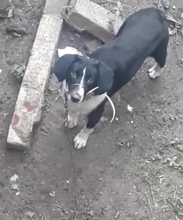 perro Ibagué