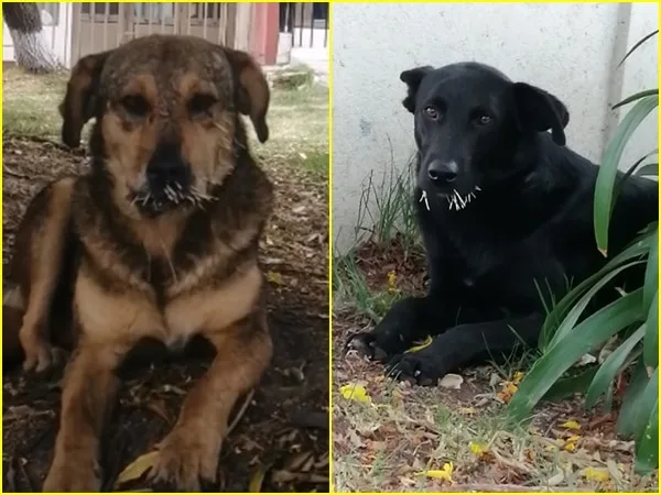 En Pasto piden ayuda para salvaguardar a perritos que tienen púas en el hocico