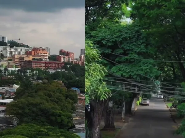 Las acacias, los árboles que rodean una de las calles del barrio Lido en Cali, son un patrimonio ecológico