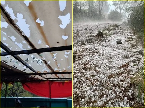 Incalculables pérdidas en cultivos por caída de granizada en San Pedro y Nariño