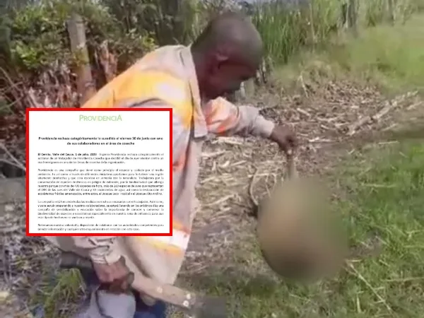 Persona que atacó y acabó con la vida de oso hormiguero será investigado por las autoridades