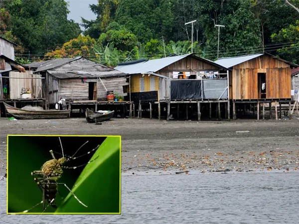 Tumaco en alerta: se dispararon los casos de dengue y piden precaución con niños