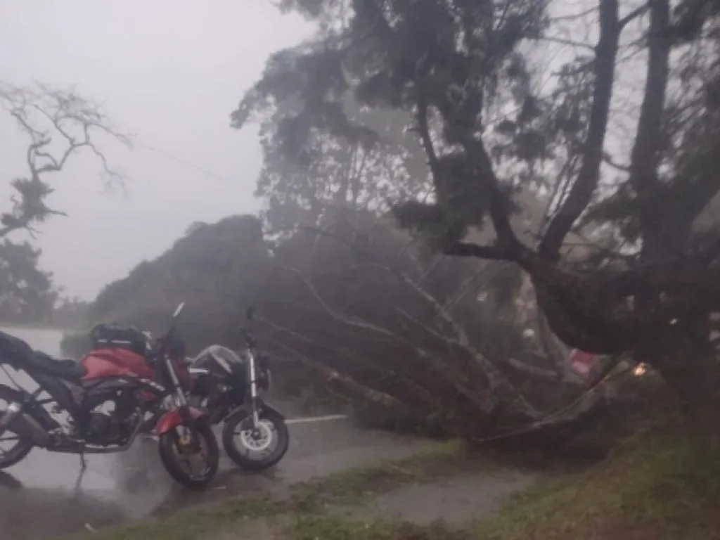 motero Panamericana árbol