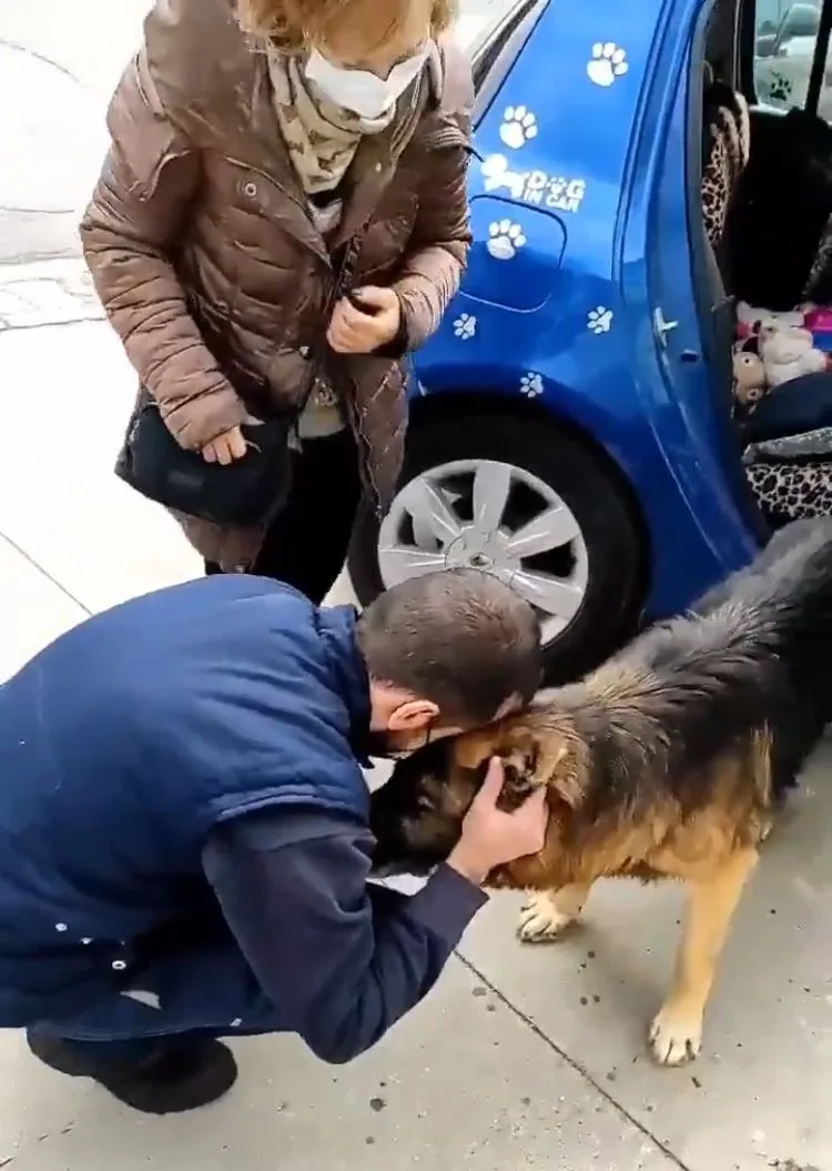 Dico, el perro que se reencontró con su familia en Granada España