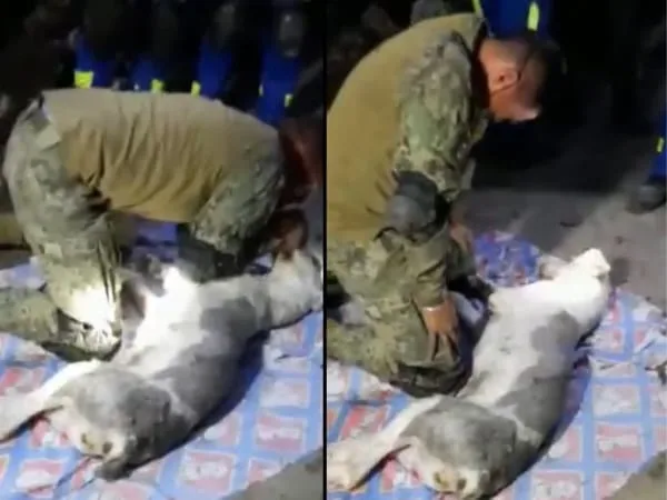 perro rescatado México derrumbe