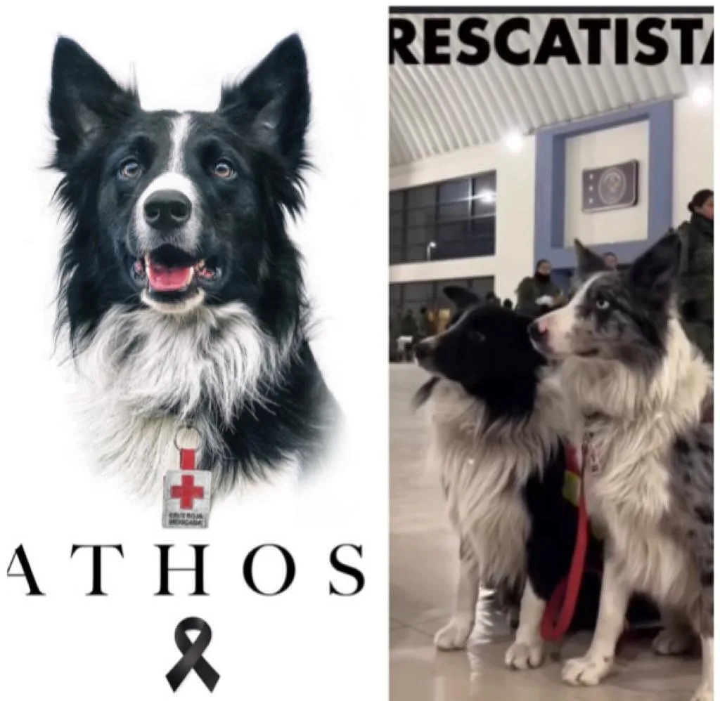 Los hijos de Athos, el perro envenenado por un vecino, también osn rescatistas y fueron enviados a Turquía