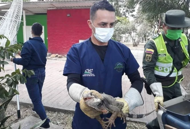 La CVC trabaja en la reubicación de las iguanas del parque Obrero de Palmira, Valle.
