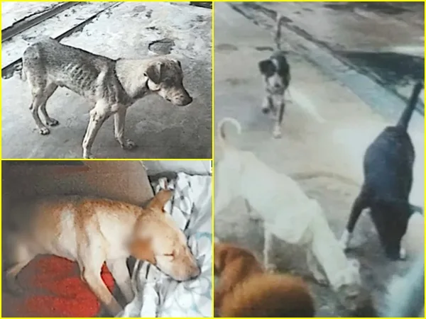 En Valle judicializaron a esposa de alcalde por irregularidades en albergue de animales rescatados