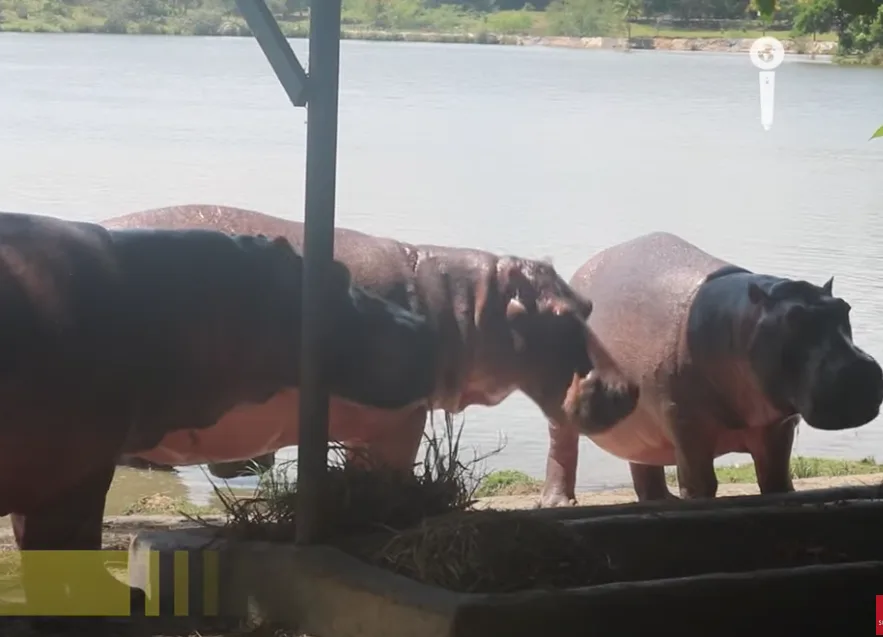 Propuesta de MinAmbiente sobre los hipopótamos generó lluvia de críticas