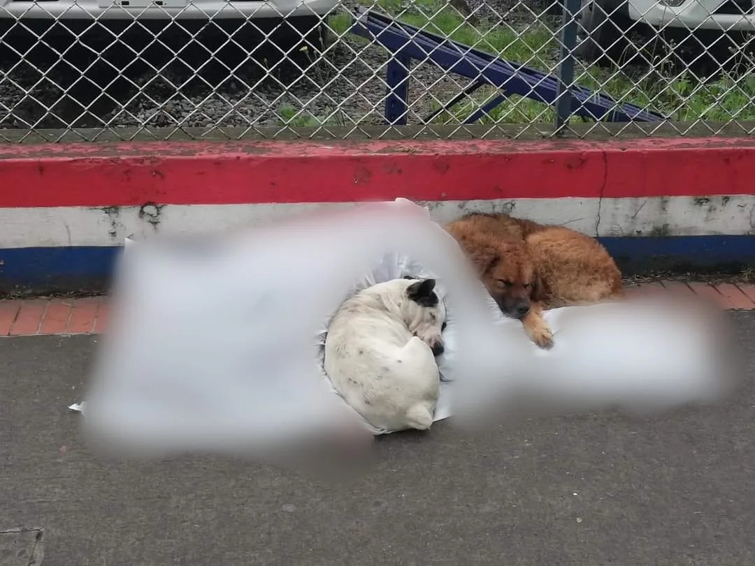 perros en Pasto