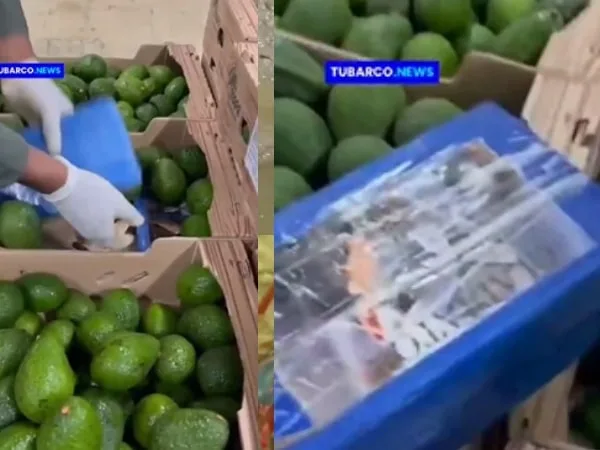 Incautan casi dos toneladas de cocaína camufladas en cargamento de aguacates