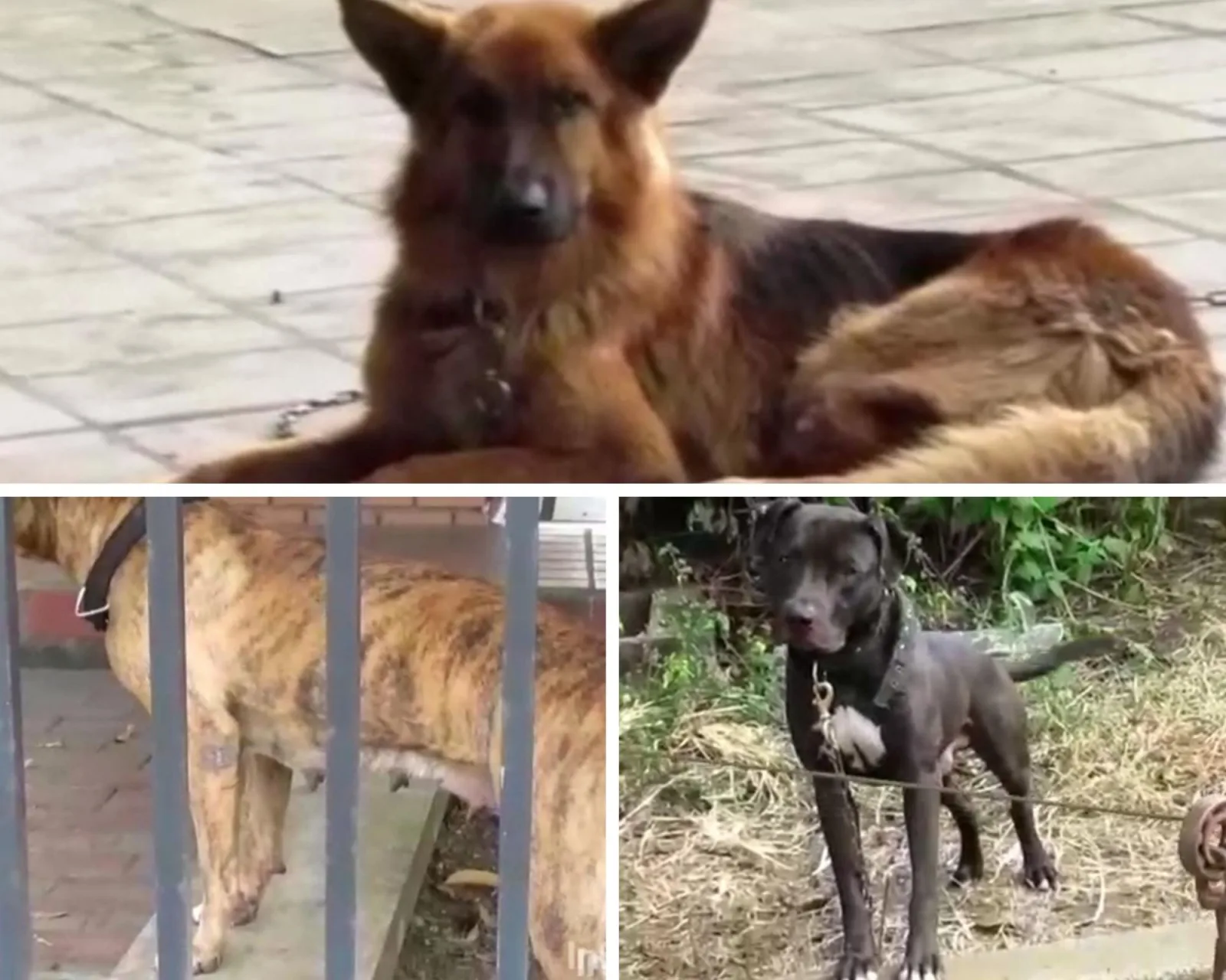 maltrato animal en