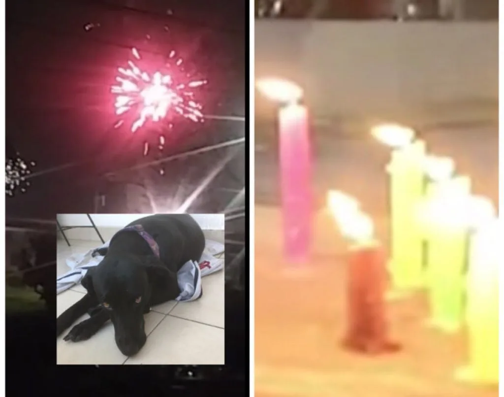 Más de 80 animales resultaron afectados en Cali por la quema de pólvora el Día de las Velitas.