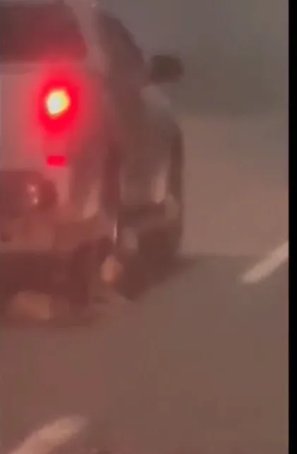 perrito coronel