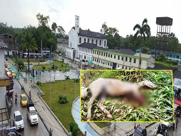 Rechazo en Putumayo por maltrato: abandonaron a equino que le cortaron sus extremidades