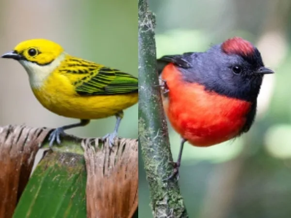 Dónde hacer avistamiento de aves en el Cali?