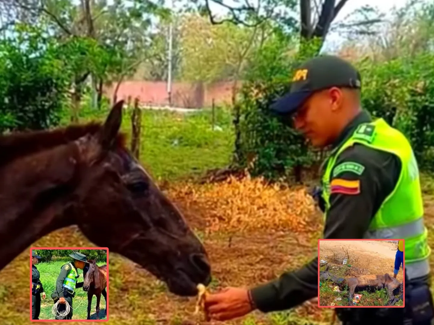 Caballo