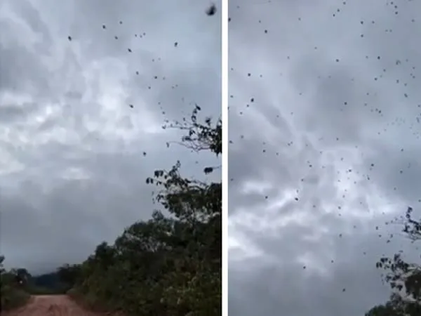 Arañas volando en Minas Gerais, Brasil.