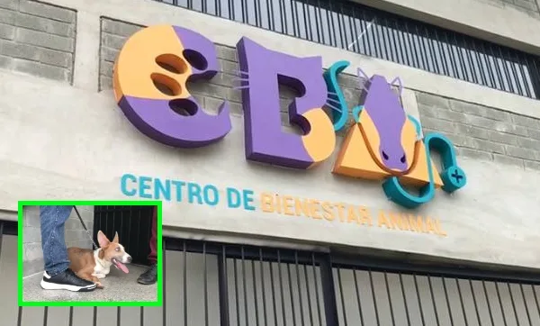 Perros y caballos estarán en busca de una "segunda oportunidad", en el Centro de Bienestar Animal de Cali
