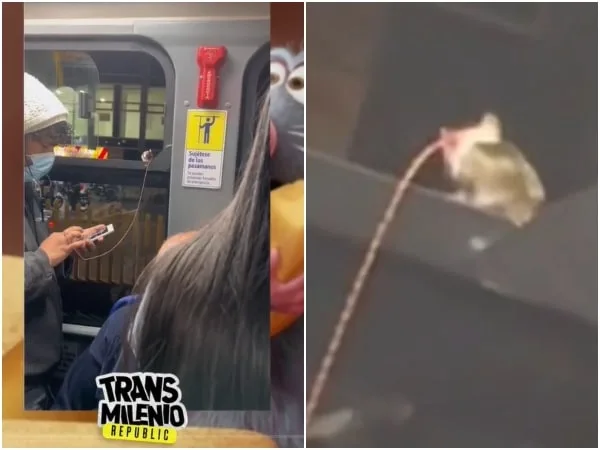 Salió a pasear a su mascota: un roedor (rata), en Transmilenio