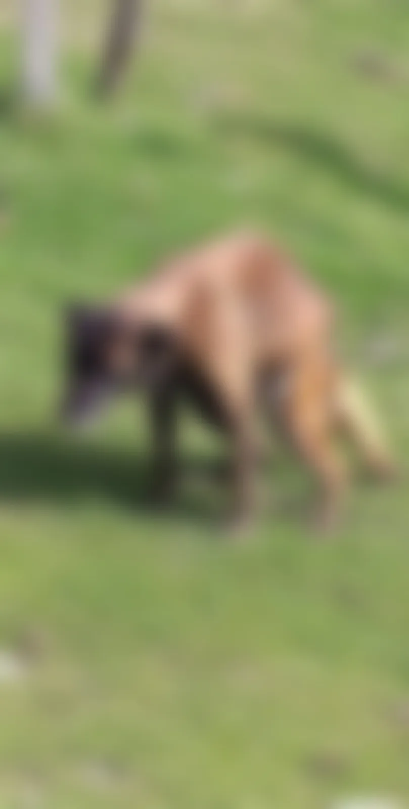 de maltrato animal