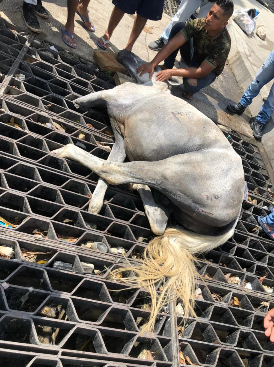 carromuleros caballos Barranquilla