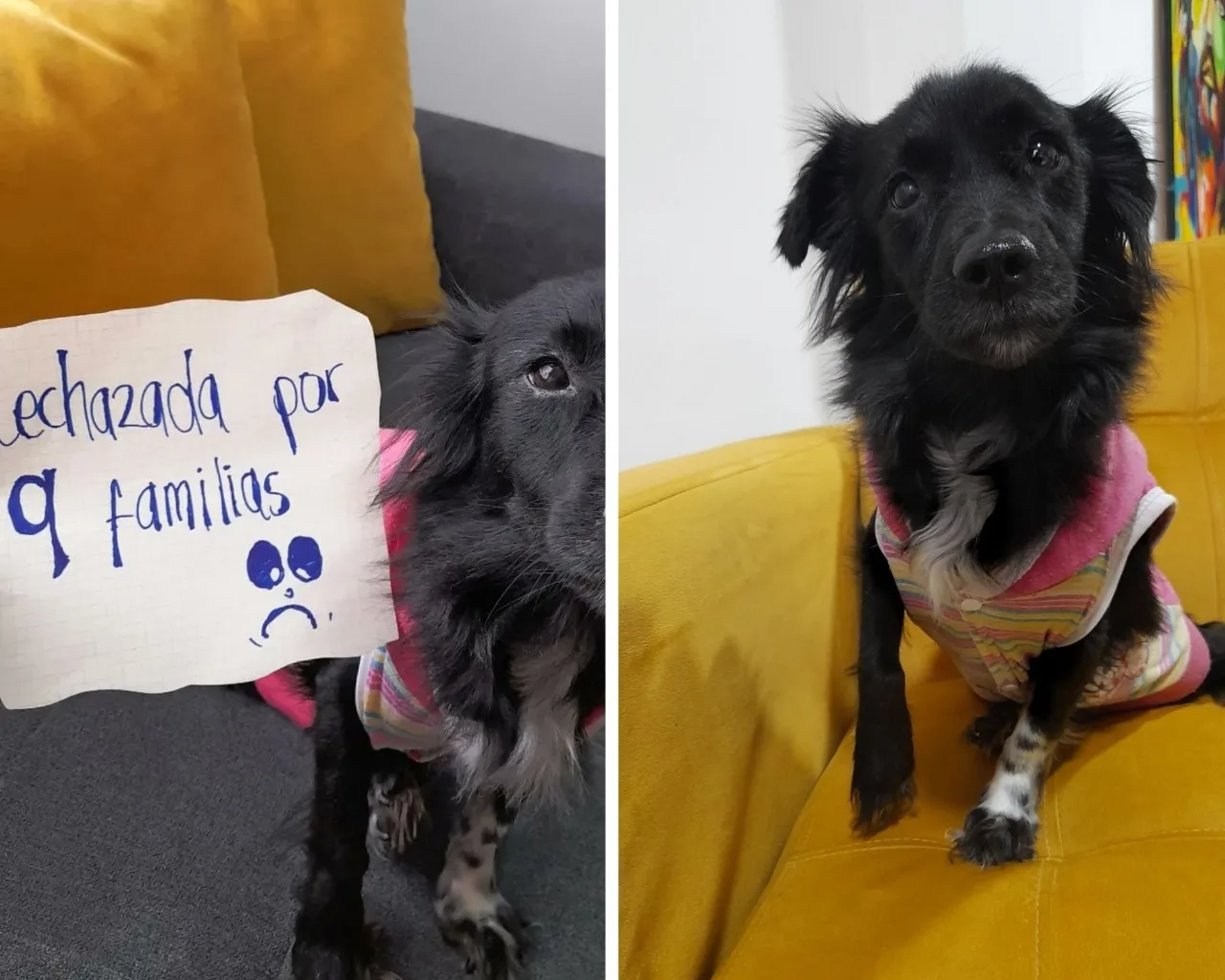 Selene perra adopción en Bogotá