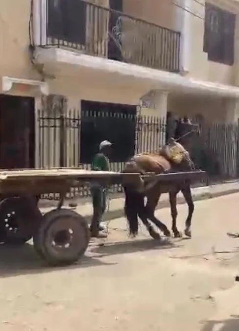 Magangué caballo