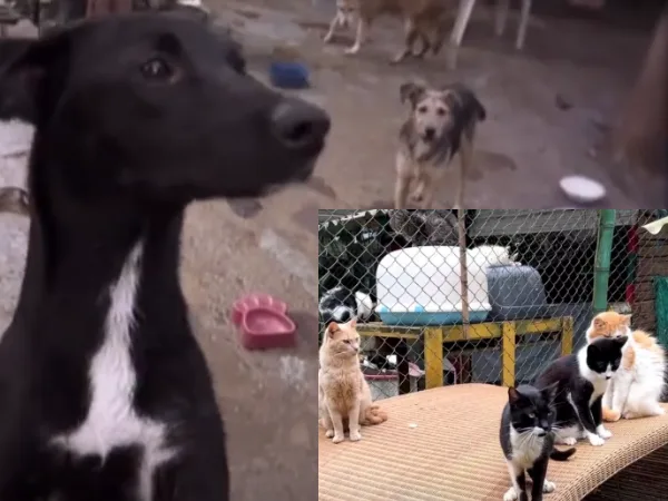 Salvando Huellas animales de granja y perros y gatos del Valle