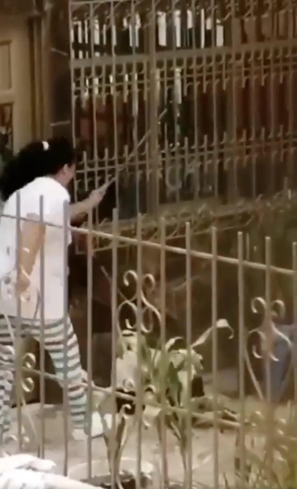 Rechazo a causado un video de maltrato animal en Cali, una mujer golpea con un palo y patadas a un perro