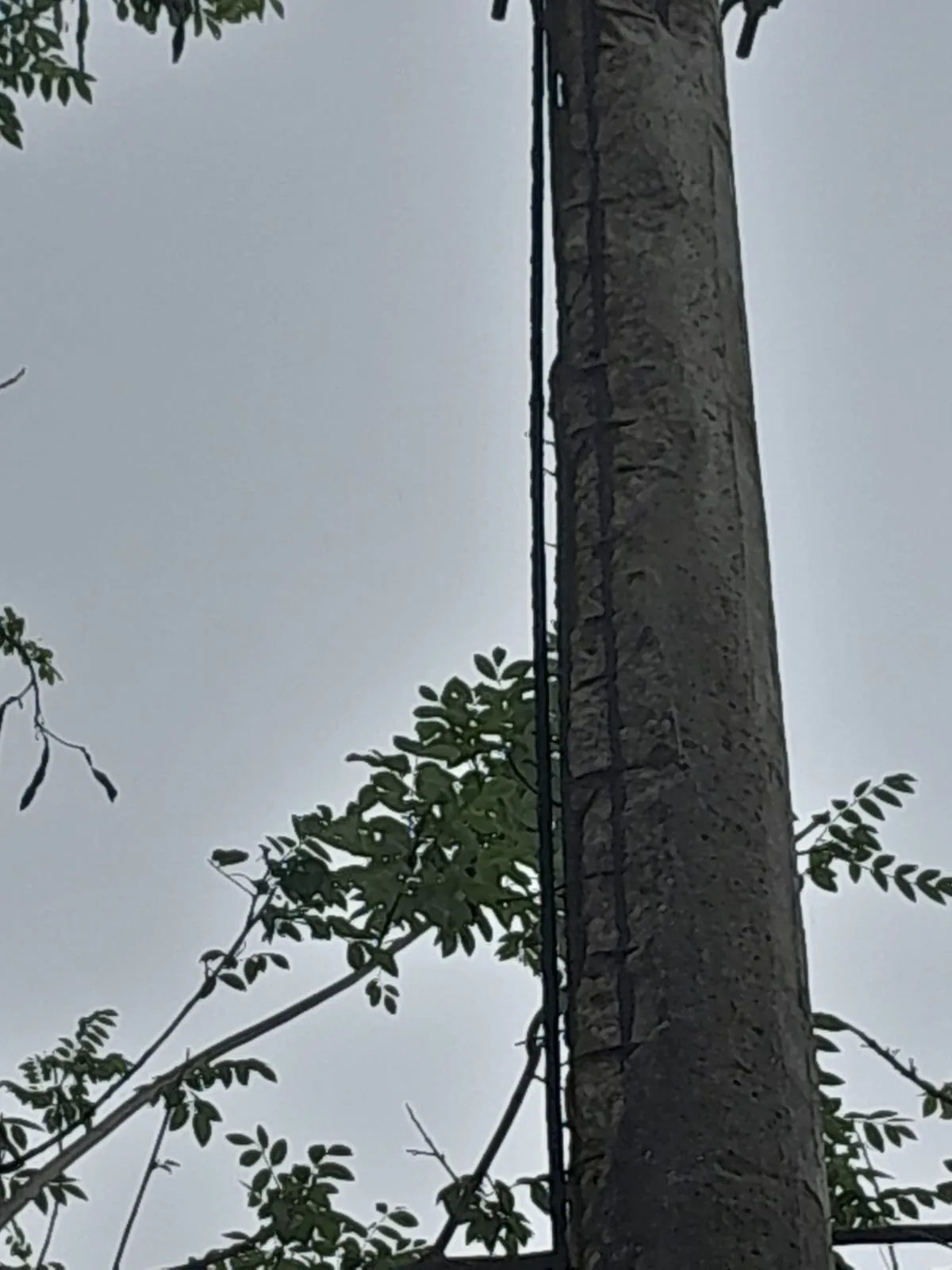 En la vereda Tubaraima en Puerto Velero, denuncian el mal estado en la que se encuentran los postes de energía