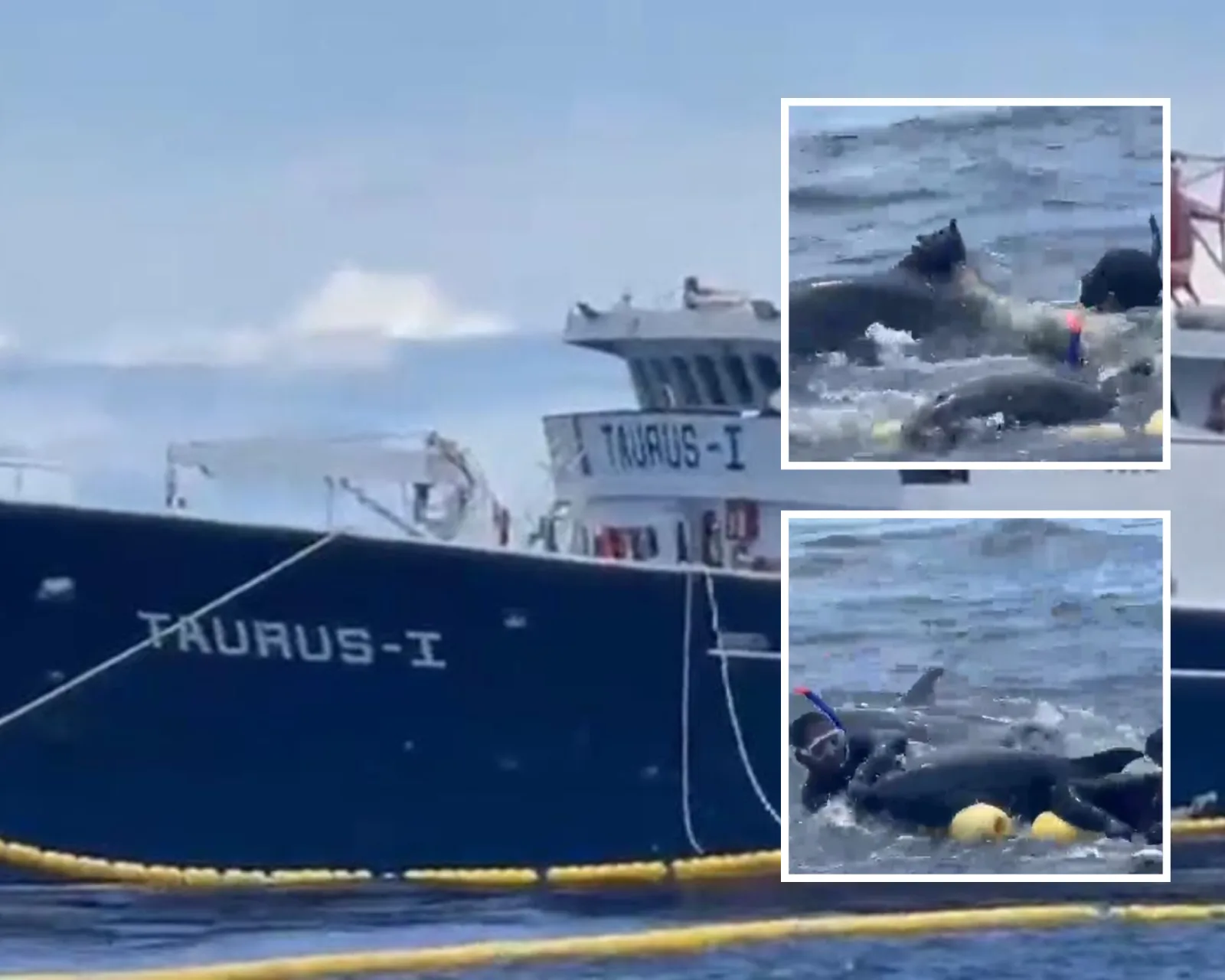 Piden claridad tras denuncia de presunta pesca ilegal en zonas protegidas del Chocó: hubo varios delfines heridos