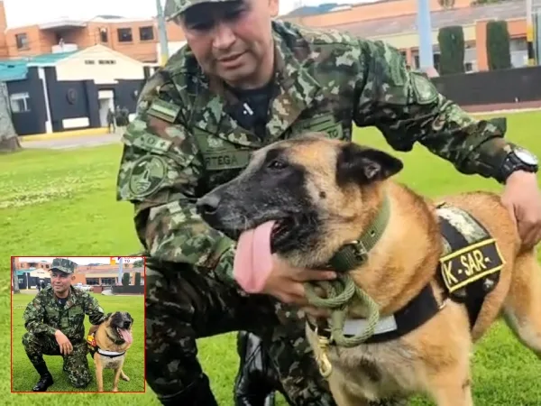 La pastor Belga Shayna, le dice adiós a labores de rescate" Su jubilación será pronto"