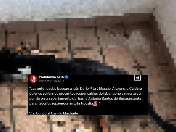 Indignación en Bucaramanga por muerte de un perro; duro más de 20 dias sin almento en un balcón: exigen reforzar la protección animal