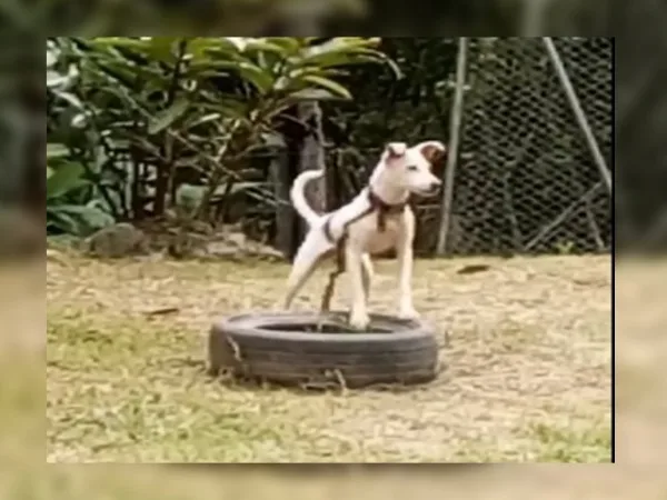 Salvarán al cachorro "amenazado" de muerte por comerse dos gallos finos en Dagua, Valle