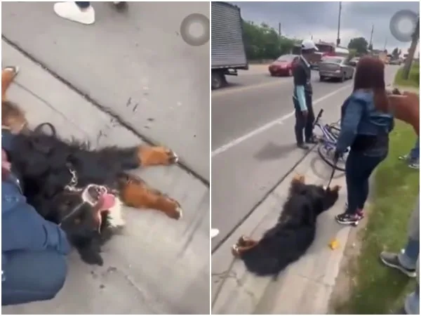 «Arrastrado y con la lengua afuera»: Dos mujeres rescatan a un perro maltratado