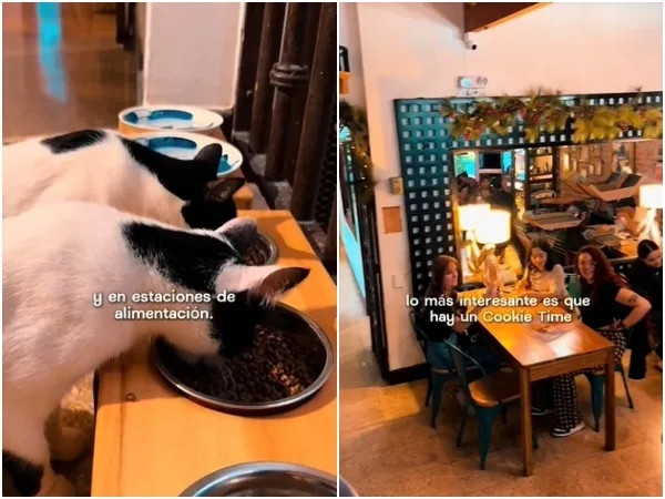 La Gatoría Cat Café: Más que tomar café, es un refugio para gatos abandonados en Medellín