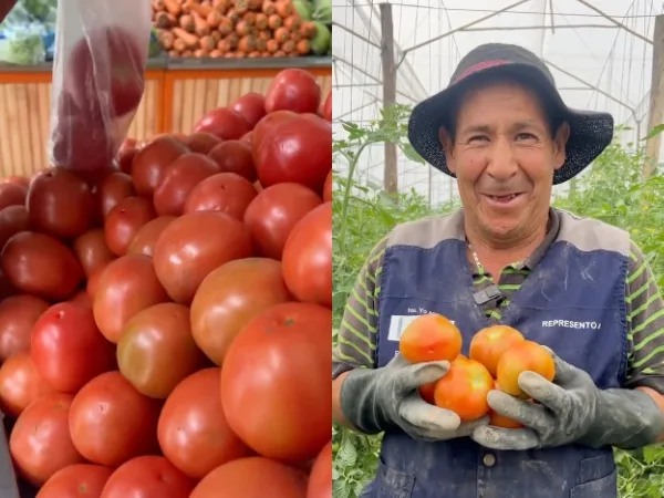 Tomates directamente del campo en Bogotá, en la "gran tomatón"