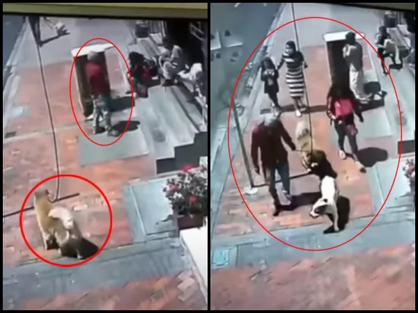 Con una perrita en celo robaron otro canino guía de un abuelito en Bogotá, sus dueños lo buscan por cielo y tierra