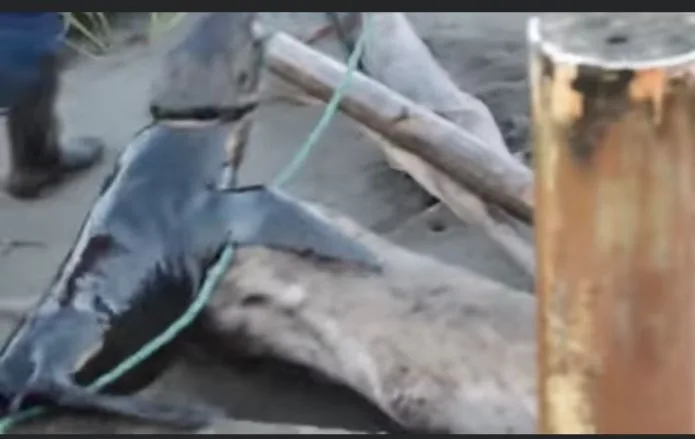 isla Guinulero Tumaco foca