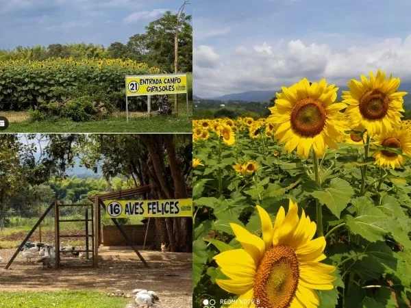 A solo 30 minutos de Cali, el campo más grande de Girasoles