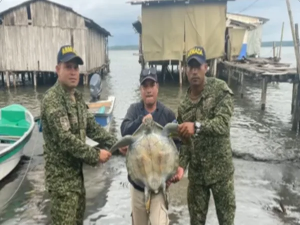 En Nariño rescataron tortuga que había caído en redes de pescador
