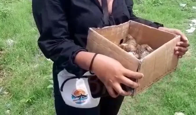 resguardo de gatos en Soledad quemado