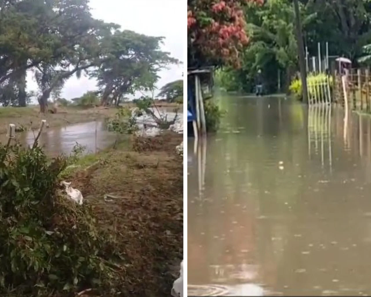Caucaseco palmira río Fraile