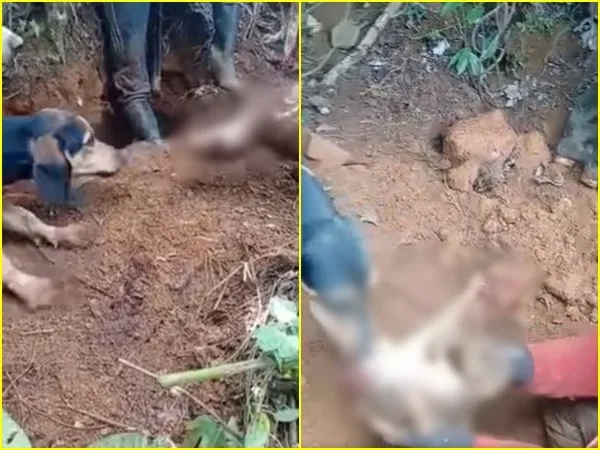Rechazo por vídeo de casería de animales silvestres usados para ‘entrenar’ perros rabiosos